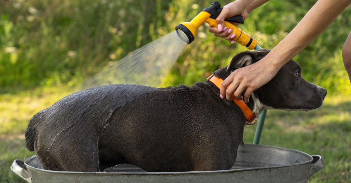 Cleaning Skunk Smell Off Dogs